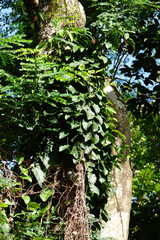 Aristolochia acuminata