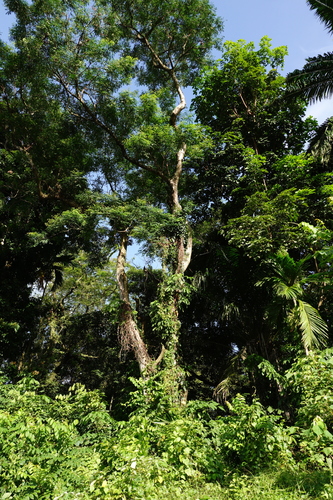 Aristolochia acuminata, photograph 1