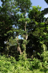 Aristolochia acuminata
