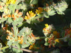 Acmispon heermannii heermannii