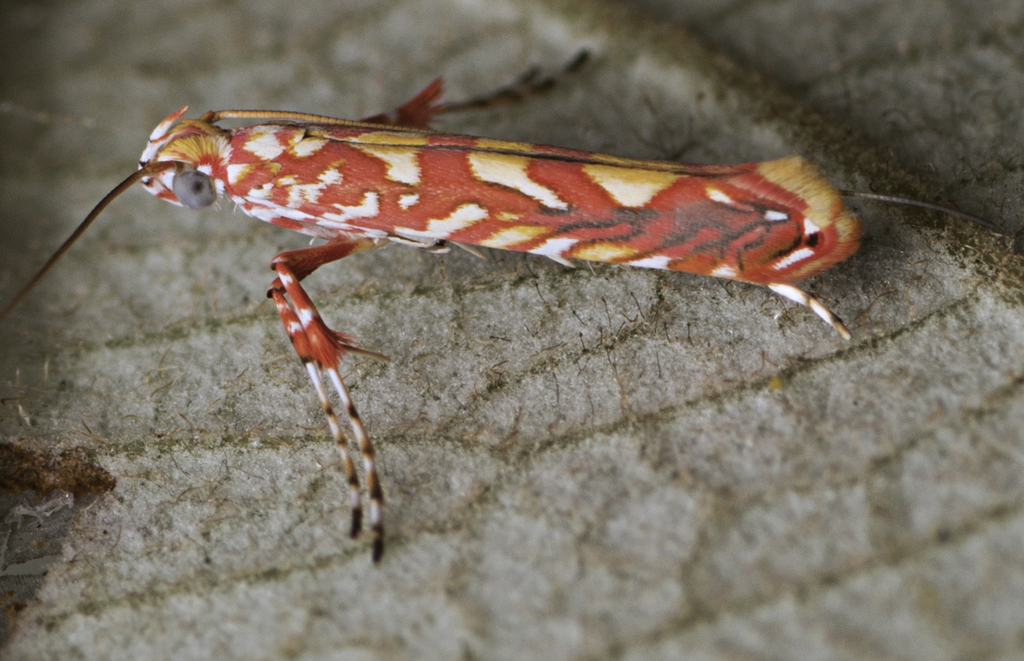Macarostola formosa