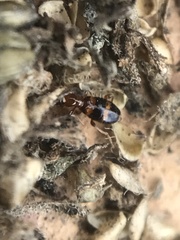 Acanthinus scitulus