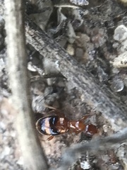 Acanthinus scitulus