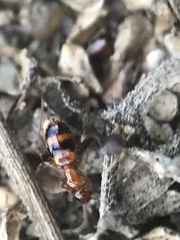 Acanthinus scitulus