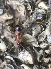 Acanthinus scitulus