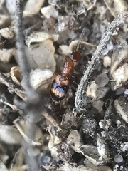 Acanthinus scitulus