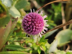 Sphaeranthus indicus