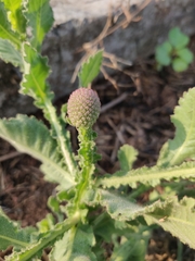 Sphaeranthus indicus