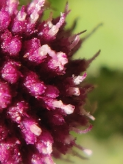 Sphaeranthus indicus