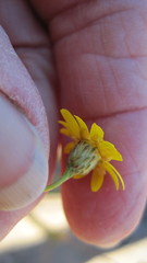Ursinia punctata