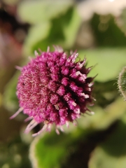 Sphaeranthus indicus