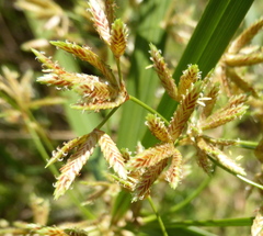 Cyperus textilis