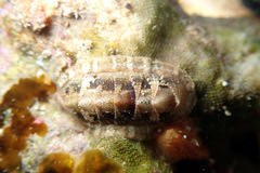 Rhyssoplax tricostalis