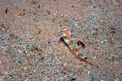Nesogobius
