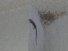 Plestiodon japonicus