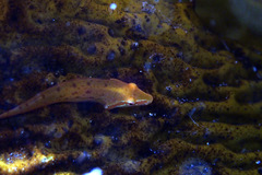 Parvicrepis