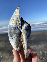 Mactromeris catilliformis