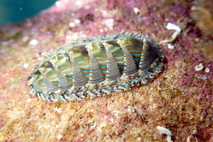 Rhyssoplax diaphora