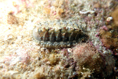 Rhyssoplax diaphora