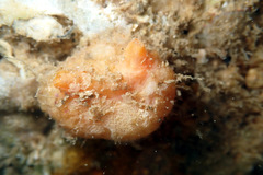 Pyuridae