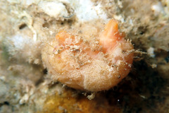 Pyuridae