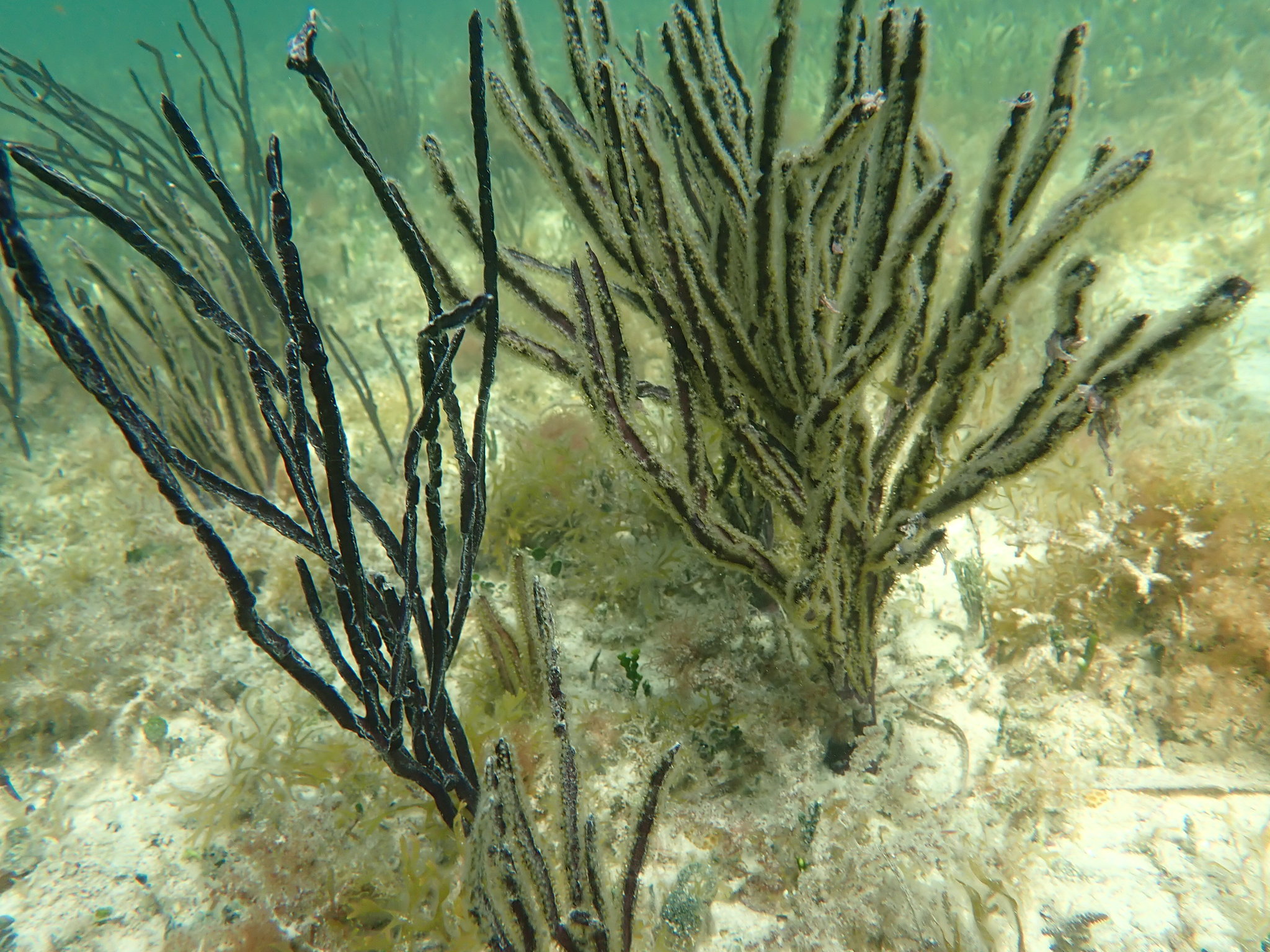 Pterogorgia anceps (Pallas, 1766)