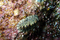 Rhyssoplax diaphora