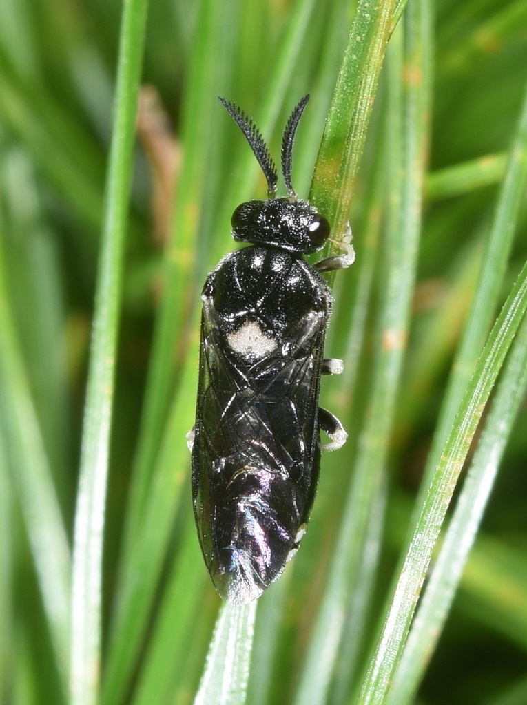 Nesodiprion