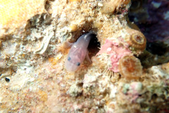 Dipulus multiradiatus