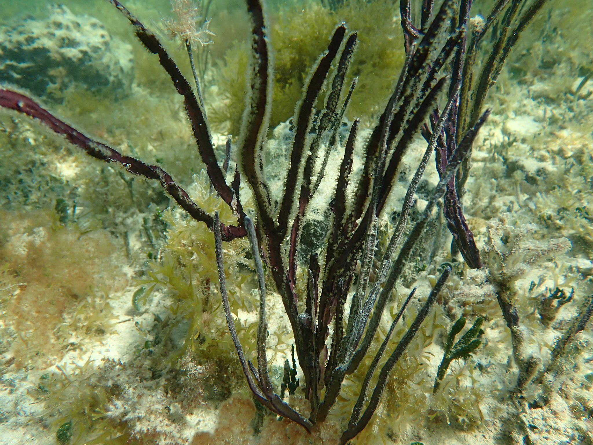 Pterogorgia anceps (Pallas, 1766)