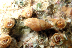 Mitrella pulla