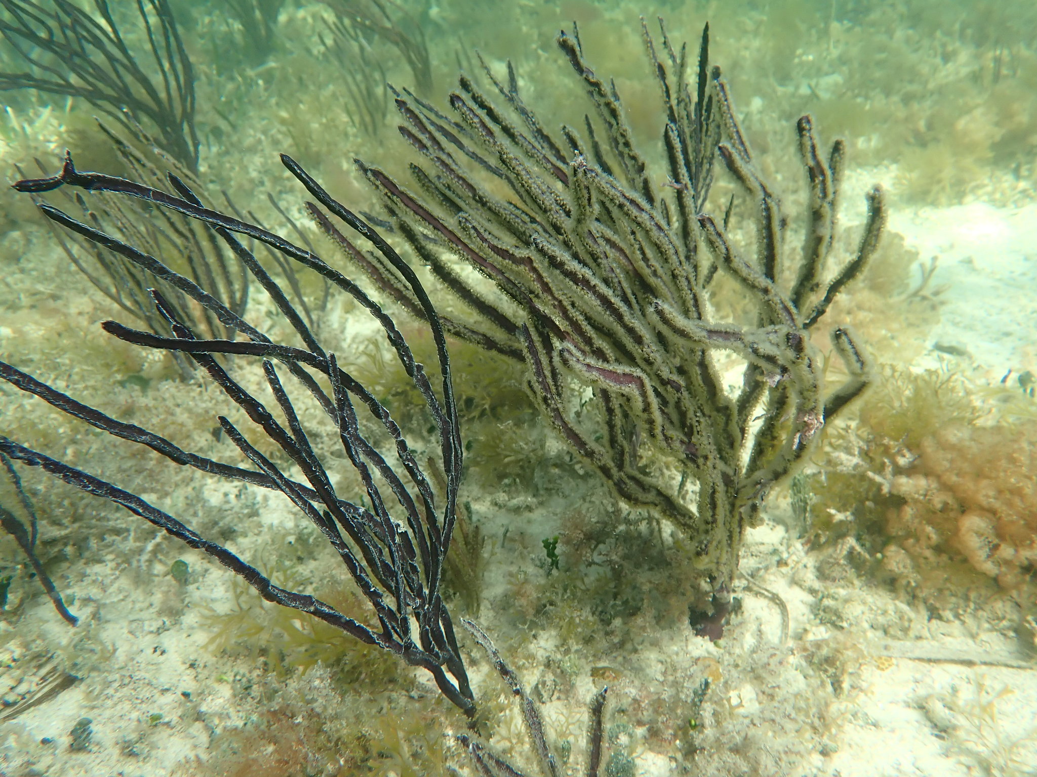 Pterogorgia anceps (Pallas, 1766)