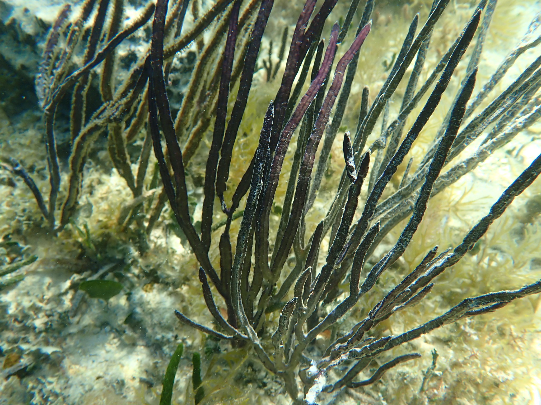 Pterogorgia anceps (Pallas, 1766)