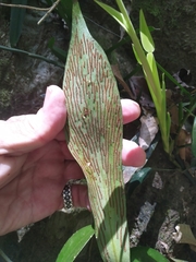 Antrophyum reticulatum