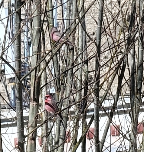Great Rosefinch