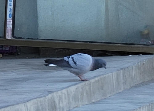Hill Pigeon