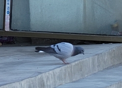 Columba rupestris