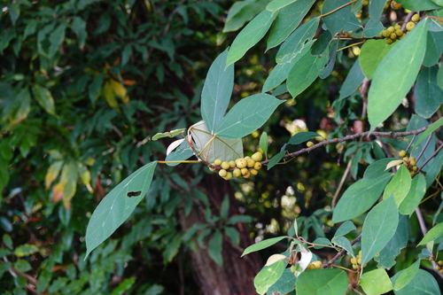Image of Ficus grossularioides by (c) Cheongweei Gan, some rights reserved (CC BY)