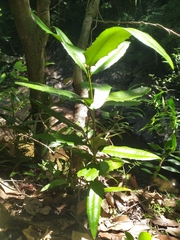 Wilkiea macrophylla
