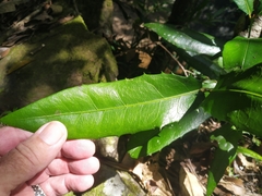 Wilkiea macrophylla