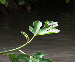 Gomphus simillimus maroccanus
