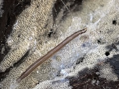 Keroplatus