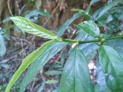 Lasianthus chlorocarpus