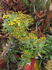 Ajania pallasiana