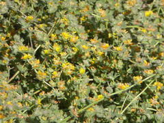 Acmispon heermannii heermannii
