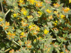 Acmispon heermannii heermannii