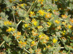 Acmispon heermannii heermannii