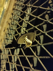 Papilio polytes
