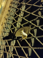 Papilio polytes