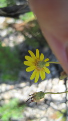 Ursinia punctata